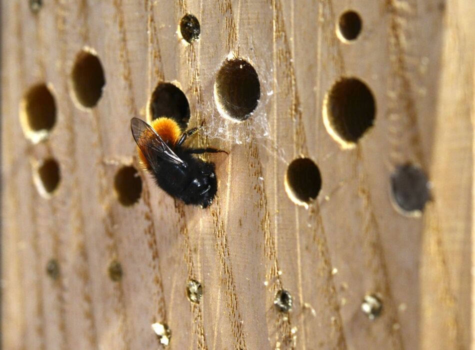 Gehörnte Mauerbiene am Nistholz © Wolfgang Schruf