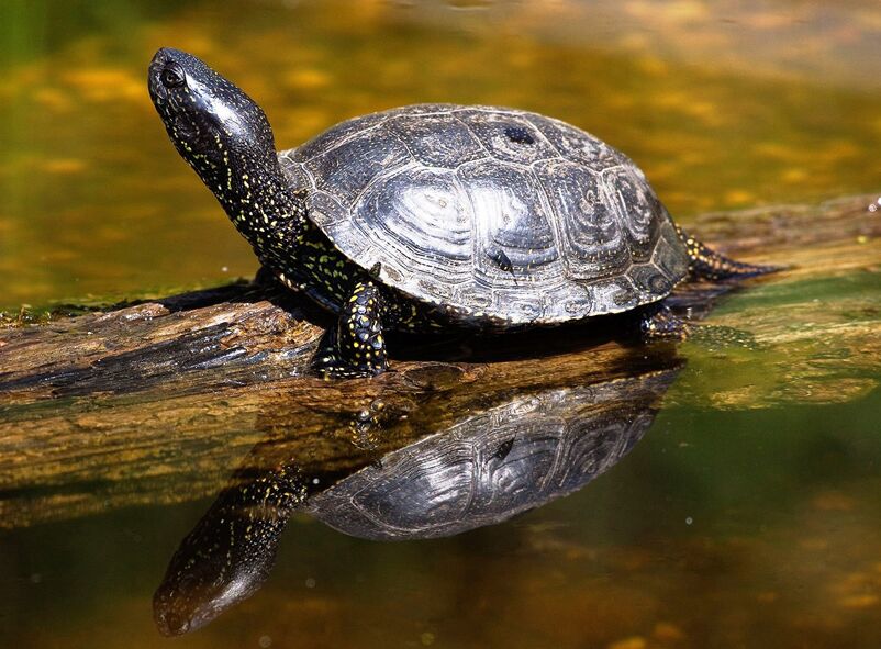 Europäische Sumpfschildkröte © Nationalpark Donauauen / Schneider