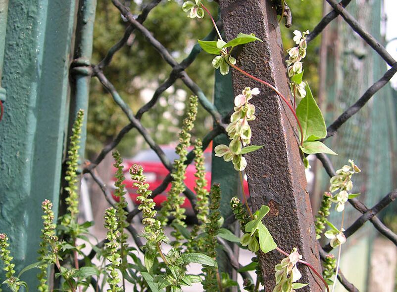 Alien des Jahres Naturschutzbund Österreich