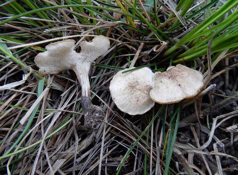 Pilz des Jahres Naturschutzbund Österreich