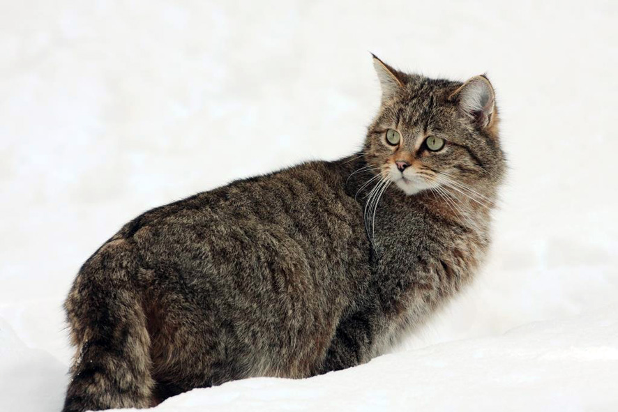 Chance Fur Die Wildkatze In Osterreich Naturschutzbund Osterreich