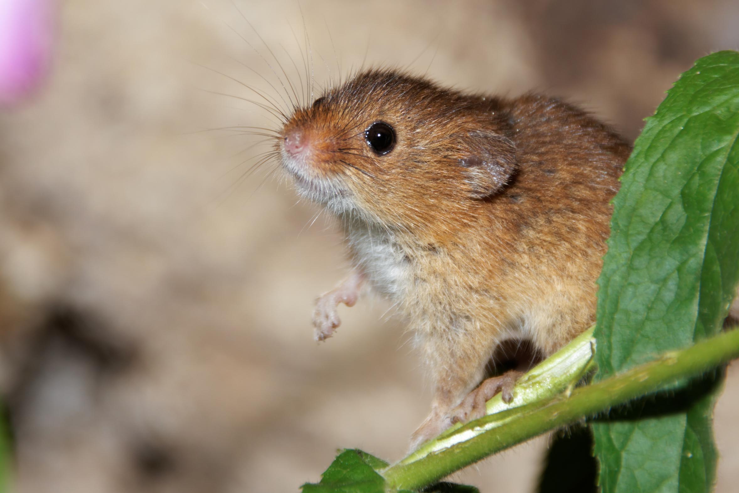 Maus auf einem Ast mit grünen Blättern im Vordergrund, unscharfer Hintergrund
