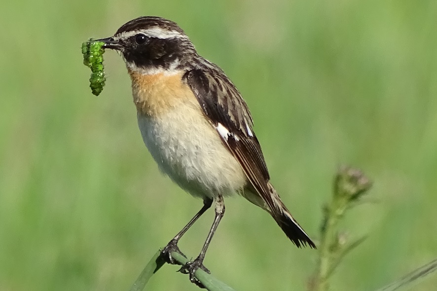 Braunkehlchen – Vogel Des Jahres 2023 - Naturschutzbund Österreich