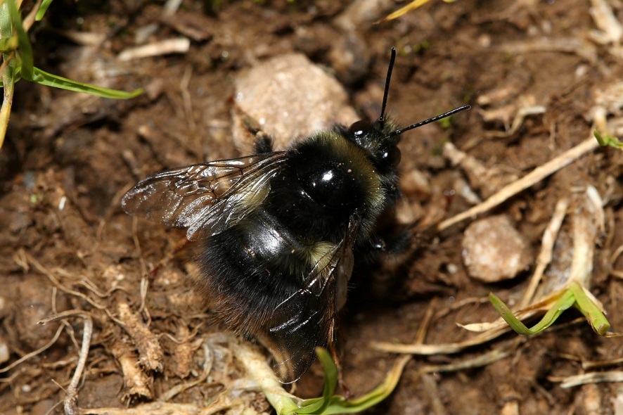 Hummel Spotting Trug Und Heidehummeln Gesucht Naturschutzbund 